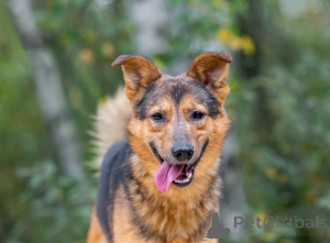 Фото №1. беспородная - купить в Москве реке за Бесплатно. Объявление №156551