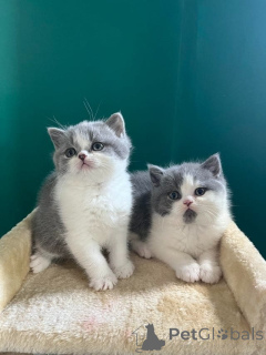 Фото №1. британская длинношёрстная - купить в Баден-Бадене за договорная. Объявление №162299