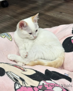 Фото №2 к объявлению №150626 о продаже беспородная - купить в Германии из приюта, заводчик