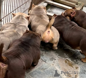 Фото №4. Продажа  в Bremen частное объявление, заводчик - цена 723583₽