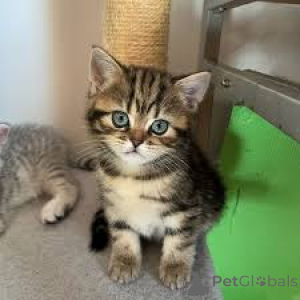 Фото №3. Европейский курцхаар-Kätzchen zu verkaufen. Франция