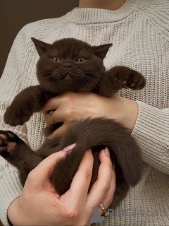 Фото №3. Британская короткошерстная кошка вневременная красота, нежная душа. Германия