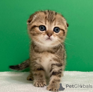 Фото №1. рэгдолл - купить в Беларусь за договорная. Объявление №156689