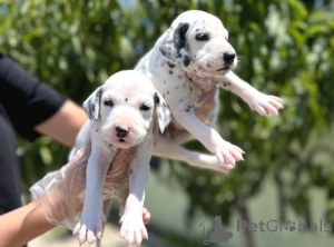 Фото №1. далматин - купить в Карлсфельд за договорная. Объявление №162378