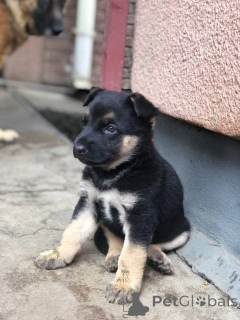 Фото №3. Продается щенок австралийской овчарки Продается щенок немецкой овчарки Продается.  Австралия