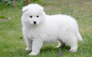 Фото №3. Preciosos cachoros Samoyedo en Venta.  Испания
