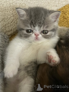 Фото №1. экзотическая - купить в Амстердам за 46384₽. Объявление №160774