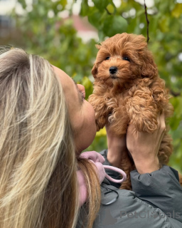 Фото №1. мальтипу - купить в Рейкьявик за договорная. Объявление №160071