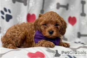 Фото №3. Beautiful Cavapoo Puppies For free adoption.  Германия