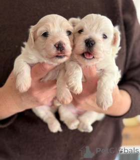 Фото №1. беспородная - купить в Бернкастел-Кюс за договорная. Объявление №166372