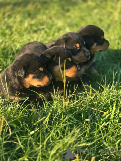 Фото №3. Rottweiler Puppies на продажу.  США