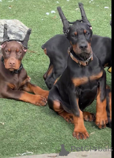 Фото №3. Dejlige Dobermann hvalpe søger et kærligt hjem for altid.  Дания
