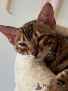 Фото №3. У нас есть несколько милых котят, готовых к усыновлению. Если вы заинтересованы,. Финляндия