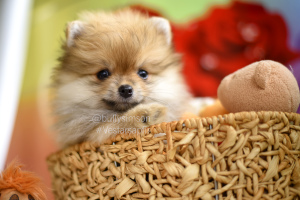 Дополнительные фото: Девочки померанского шпица Pomeranian puppies