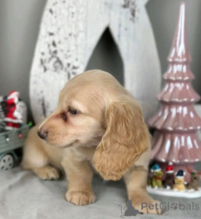 Фото №4. Продажа беспородную в Огайо заводчик - цена договорная