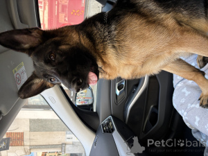 Фото №4. Продажа немецкую овчарку в Брюсселе частное объявление, заводчик - цена 417452₽