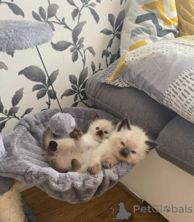 Фото №1. рэгдолл - купить в Феникс за 44934₽. Объявление №161379