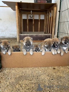 Фото №1. сиба-ину - купить в Зренджанин за 64937₽. Объявление №151756