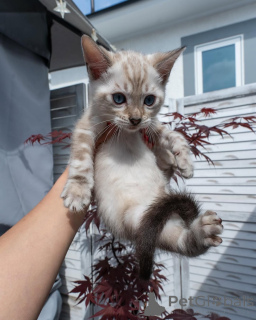 Фото №1. бенгальская - купить в Лиссабон за договорная. Объявление №155706