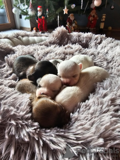 Фото №3. Щенки длинношерстного чихуахуа FCI.  Польша