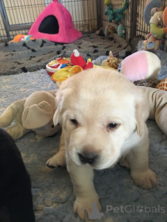 Фото №2 к объявлению №161290 о продаже золотистого ретривера, лабрадор-ретривера - купить в Германии заводчик