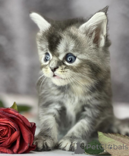 Фото №1. мейн-кун - купить в Баден-Бадене за 51022₽. Объявление №163453