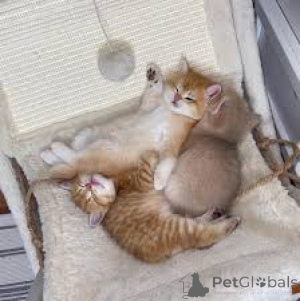 Фото №1. манчкин - купить в Тампере за 46384₽. Объявление №161518