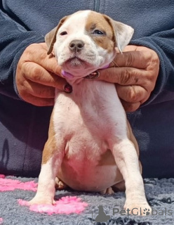 Дополнительные фото: Де Пура Сангр