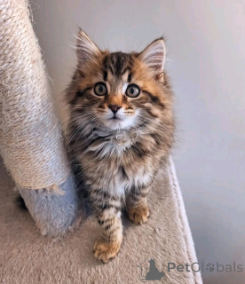 Фото №2 к объявлению №150763 о продаже мейн-кун - купить в Германии из приюта, заводчик