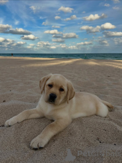 Фото №1. лабрадор-ретривер - купить в Ниже за 46731₽. Объявление №164564