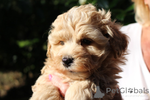 Фото №2 к объявлению №146100 о продаже русскую цветную болонку - купить в Польше частное объявление, из питомника