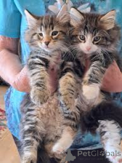 Фото №1. норвежская лесная - купить в Марселе за 46384₽. Объявление №165919