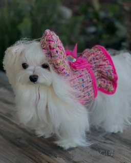 Фото №1. йоркширский терьер - купить в Мюнхене за 41745₽. Объявление №157384