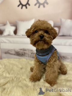 Фото №3. Мальтипу мальчики.  Германия