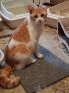 Фото №3. Замечательный котик Пьер Безухов ищет добрый дом!. Россия