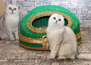 Фото №4. Домик для кошки в России. Объявление №2285
