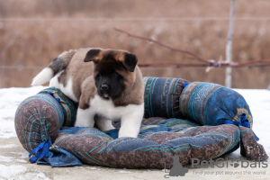 Фото №3. Puppy American Akita.  Беларусь