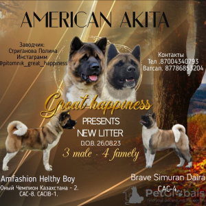 Фото №3. Шикарные щенки Американской Акиты.  Казахстан