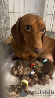 Фото №4. Продажа таксу в Könnern частное объявление - цена 182345₽