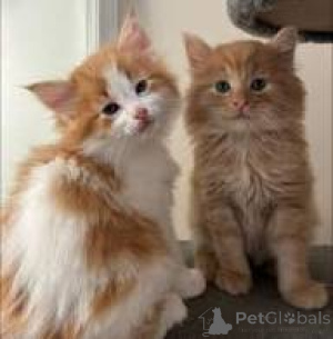 Фото №1. норвежская лесная - купить в Брюсселе за 46384₽. Объявление №166607