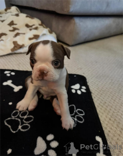 Фото №1. бостон-терьер - купить в Greefelfing за 32468₽. Объявление №154615