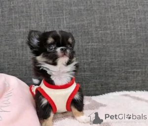 Фото №4. Продажа чихуахуа в Хельсинки частное объявление, заводчик - цена 46384₽