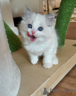 Фото №1. рэгдолл - купить в Мюнхене за договорная. Объявление №165047