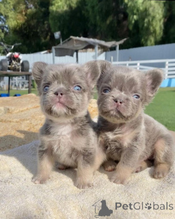 Фото №2 к объявлению №137133 о продаже французского бульдога - купить в Германии заводчик