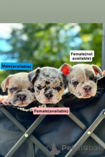 Фото №3. Französische Bulldoggen-Welpen Kontakt per WhatsApp unter 44 7453 907158.  Германия