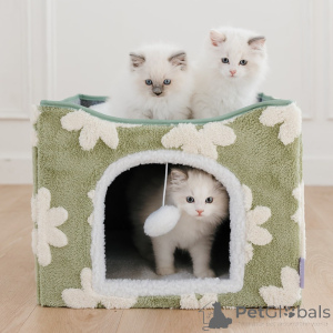 Фото №3. Роскошные котята рэгдолл на продажу. Идеальные кошки-компаньоны.. Польша
