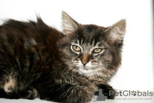Дополнительные фото: Знакомьтесь, нежная красавица Белла-котенок в добрые руки!