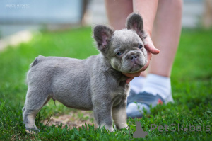 Фото №4. Продажа  в Батуми частное объявление - цена 108422₽