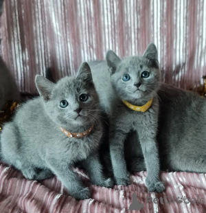 Фото №1. рэгдолл - купить в Regensdorf за 32468₽. Объявление №151639