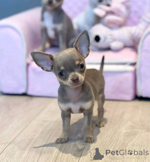 Фото №3. Teacup-Chihuahua Zur Усыновление.  Германия